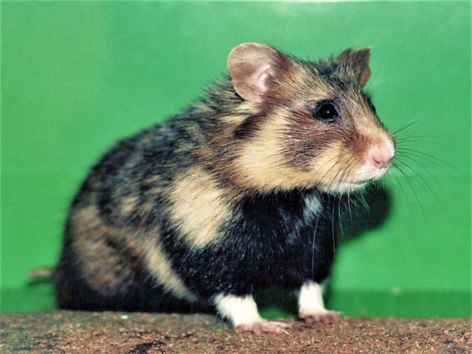 Дикий хомяк карбыш черный