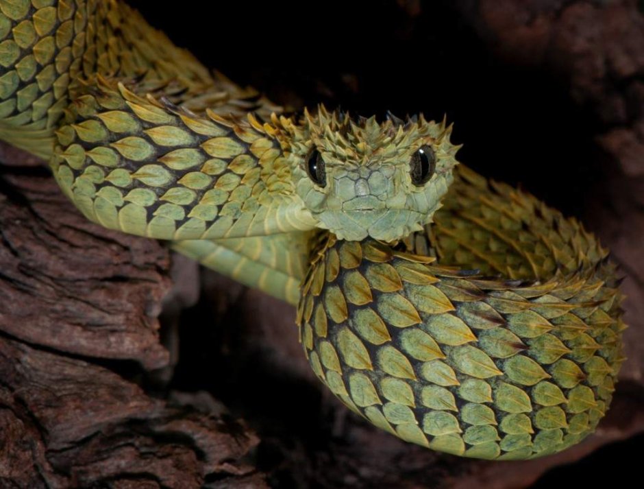 Кустарниковая гадюка (Atheris