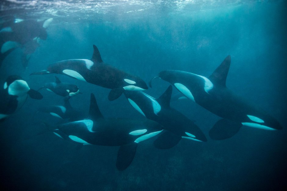 Orcinus Orca коса́тка Orca Killer Whale