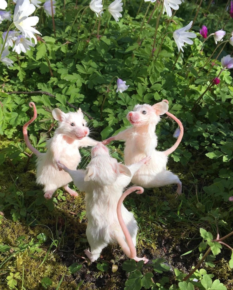 Фейри животные