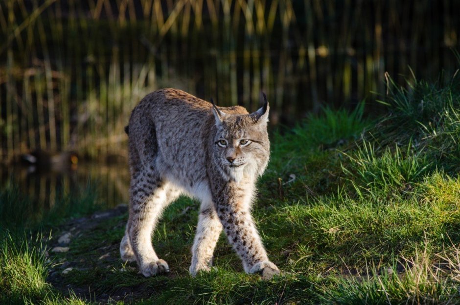 Рысь (Lynx Lynx) в дикой природе