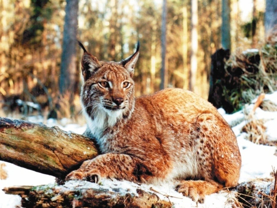 Пермская Рысь
