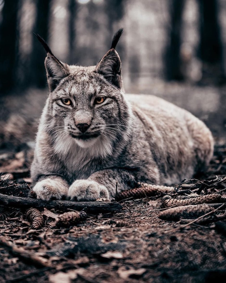 Рысь Felis Lynx