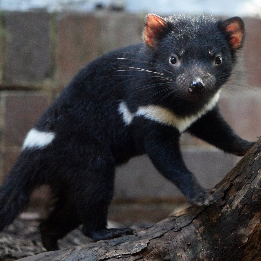 Суматранский дьявол