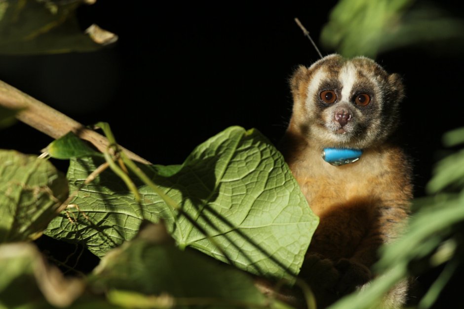 Медленный Лори