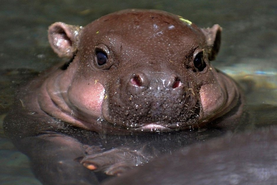 Карликовый Бегемот