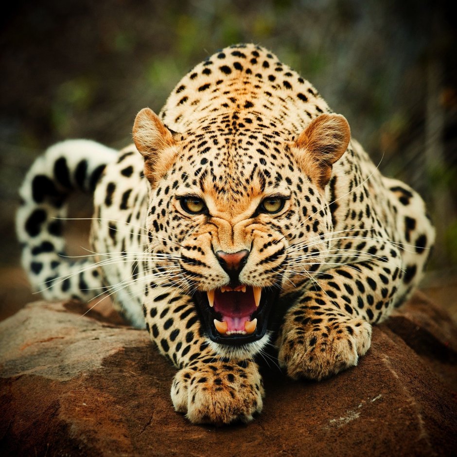 Леопард милый