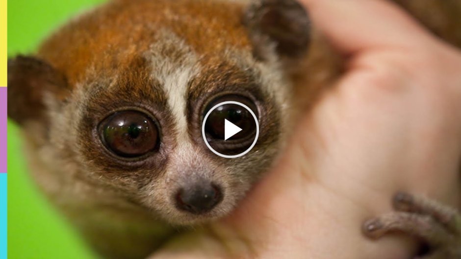 Лемур Лори глаза