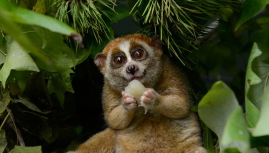 Карликовый лемур Лори