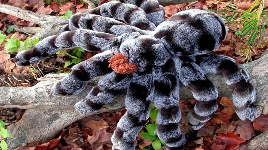 Ядовитая живность