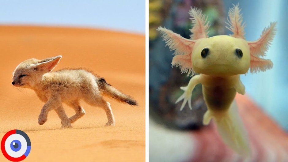 Самых милых существ на земле