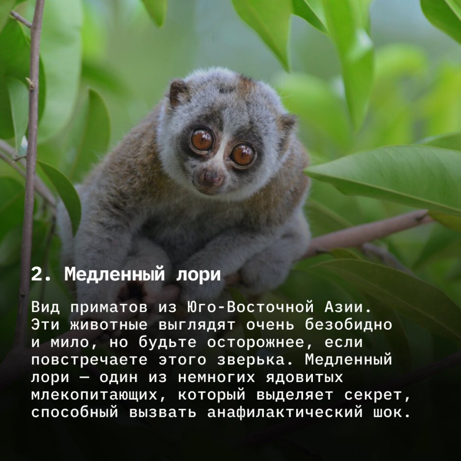 Милые и опасные животные