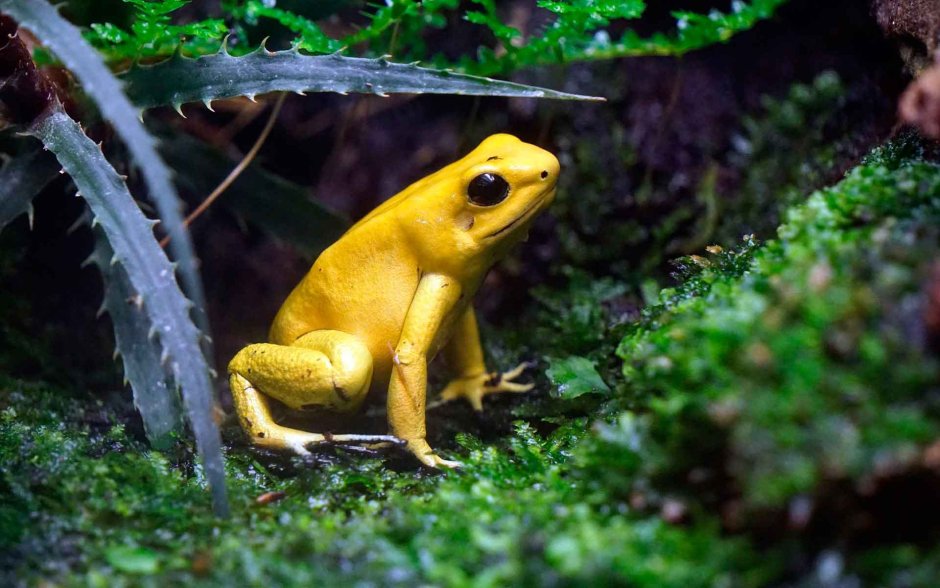 Ужасный листолаз лягушка