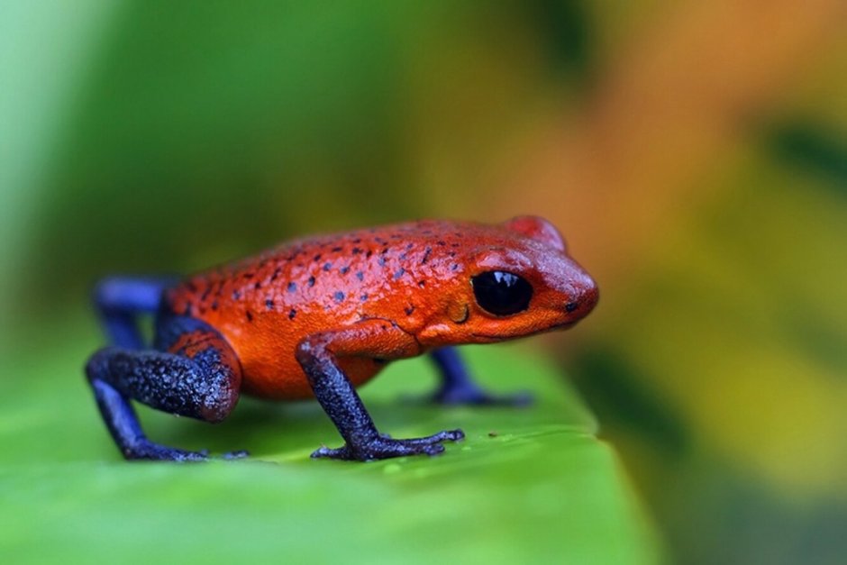 Лягушка древолаз Пумилио
