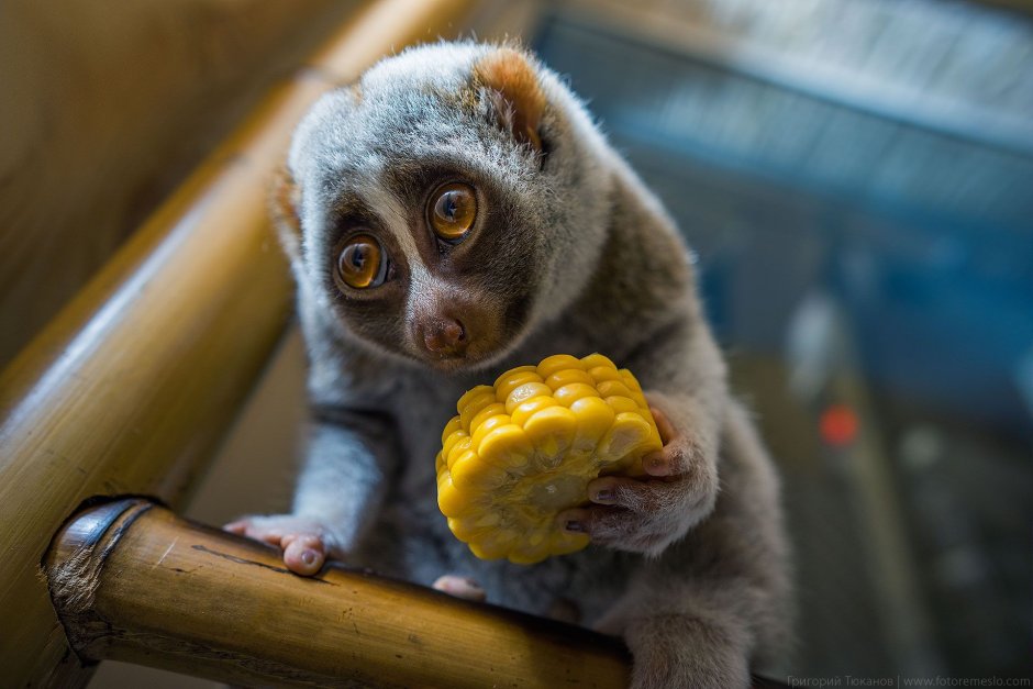 Ленивец Лори