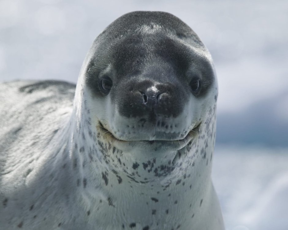 Морской леопард и тюлень