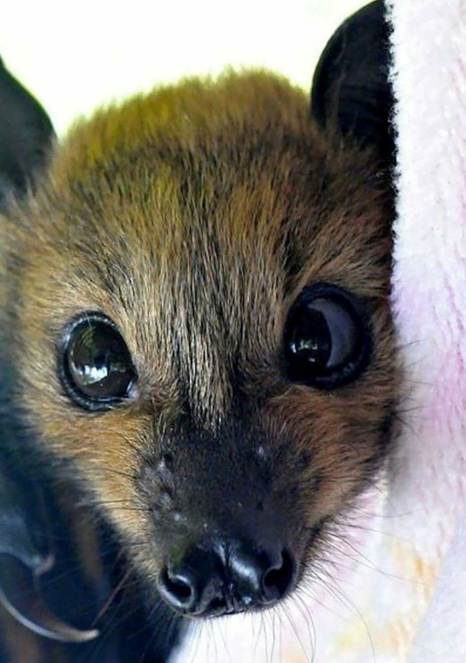 Нильский крылан детеныш