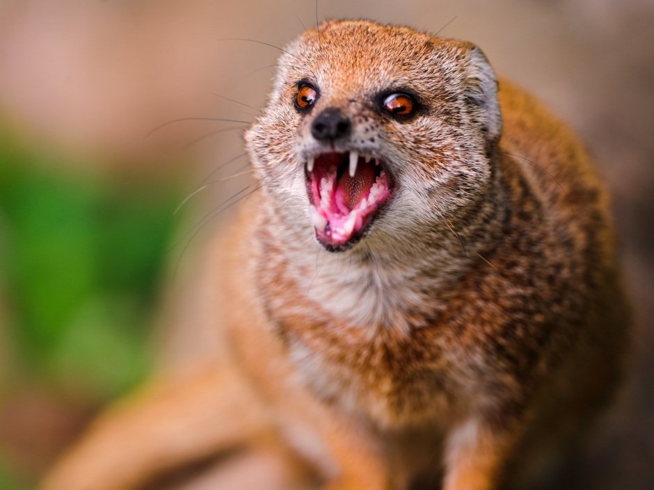 Африканский Мангуст