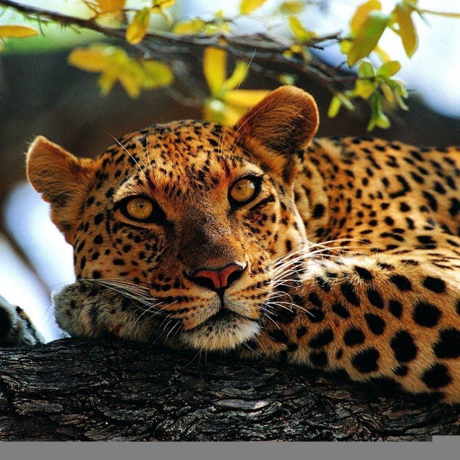 Дальневосточный леопард (Амурский Барс)