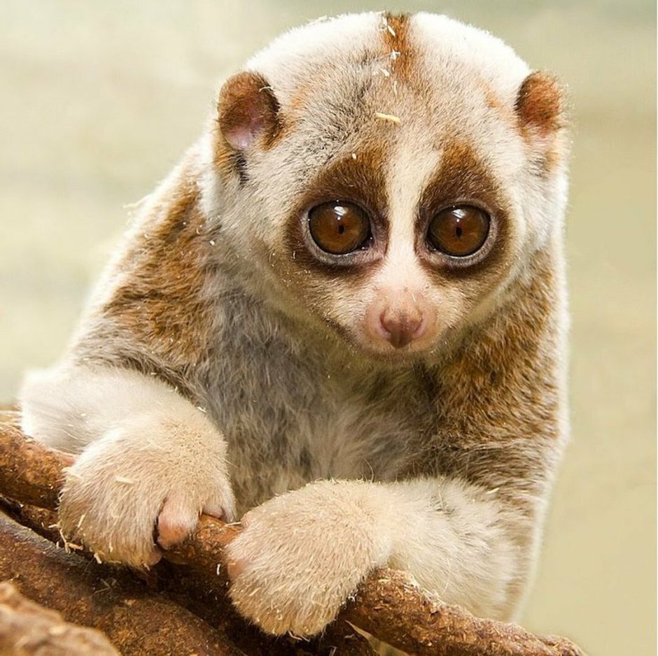 Лемурообразные Лори