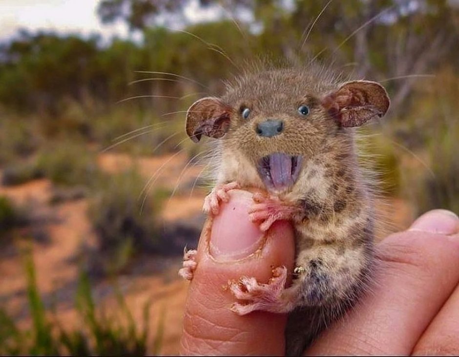 Австралийский карликовый опоссум
