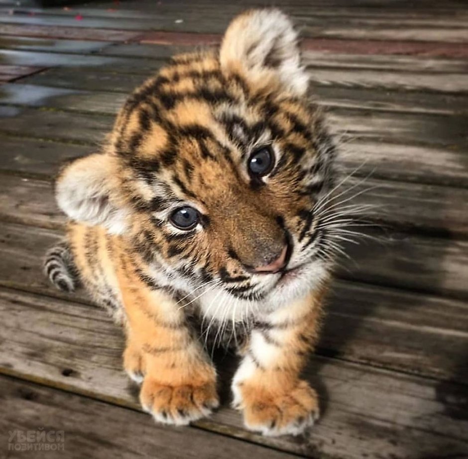 Яна Тигренок инди