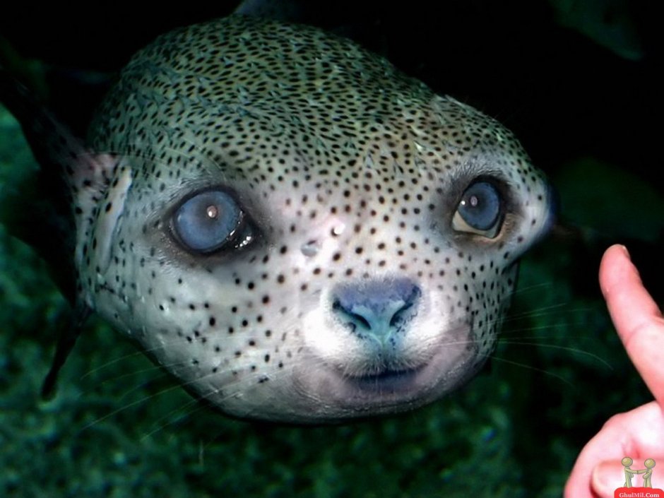 Рыба собака фугу