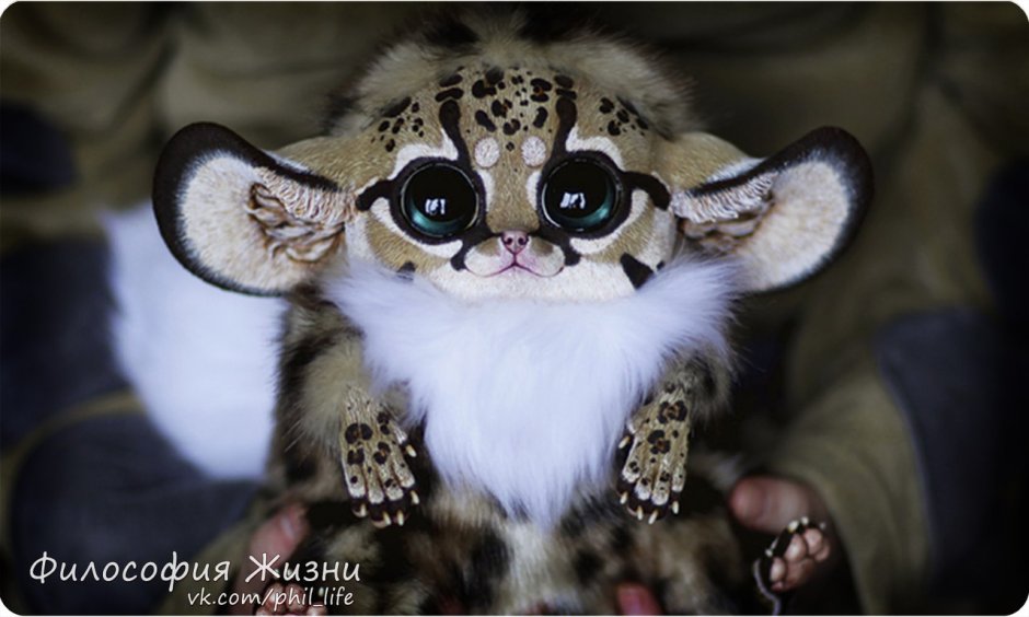 Мадагаскарский глазоух