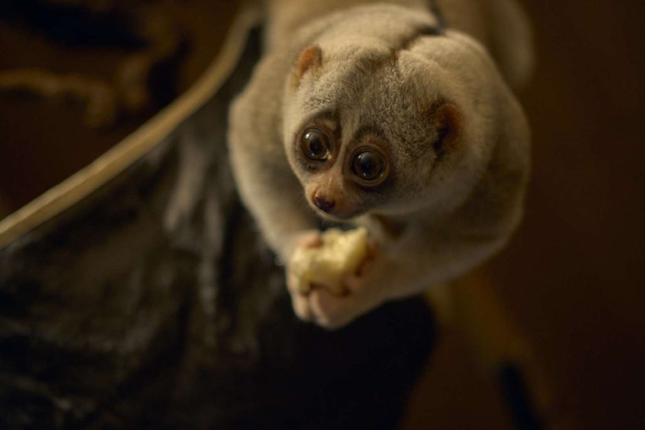 Медленный Лори