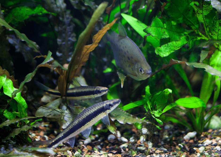 Аквариумные морские коньки
