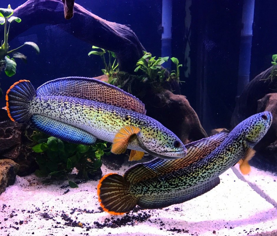 Морской нано риф