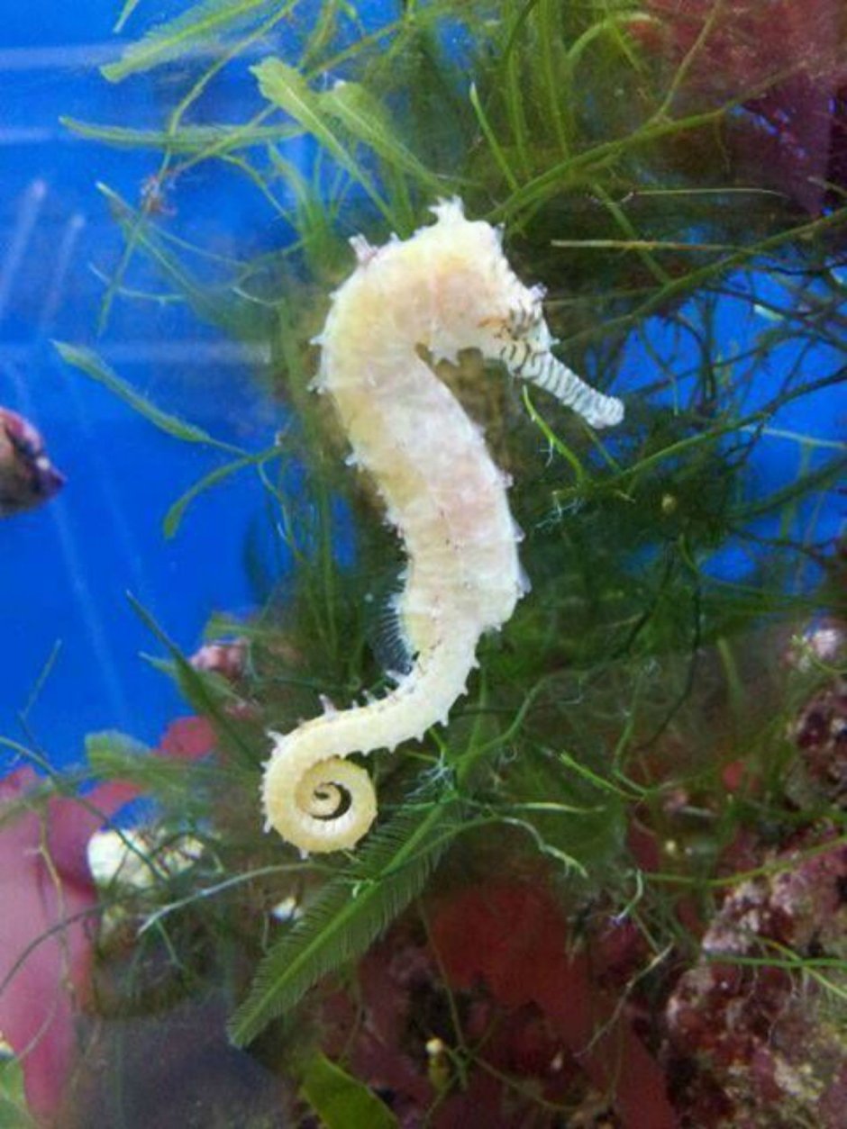 Ryoboku Aquascape