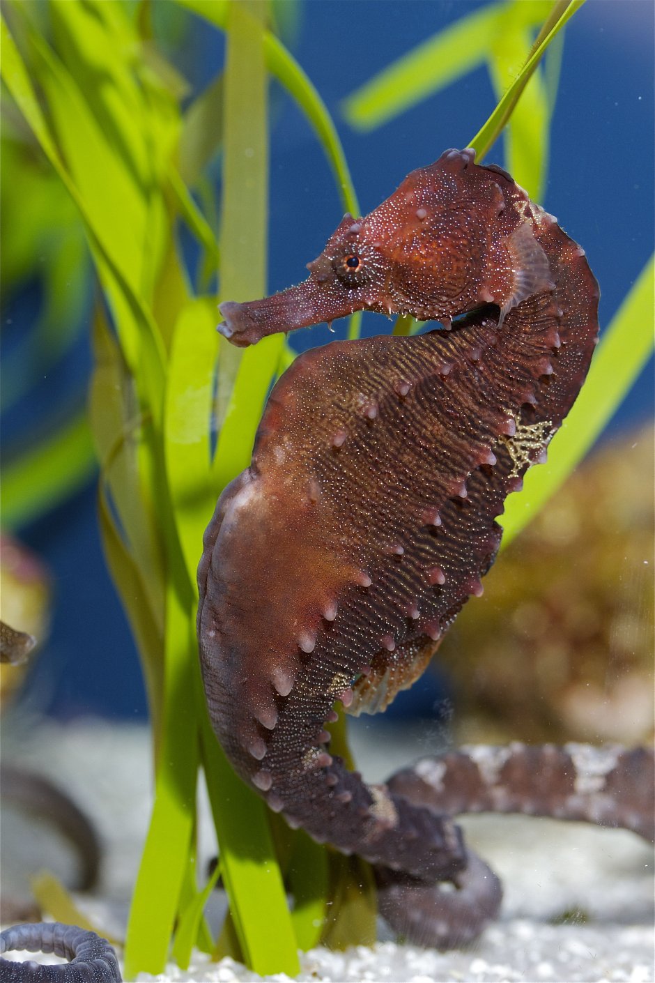 Аквариумные морские коньки