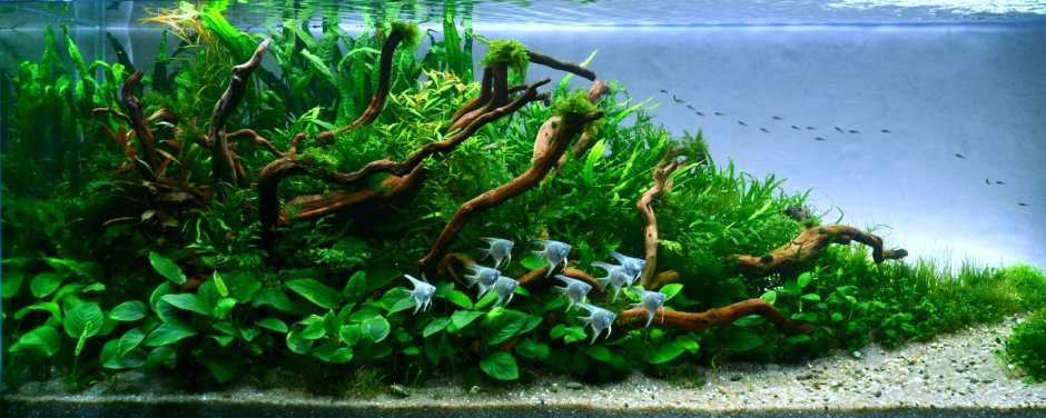 Hippocampus barbouri