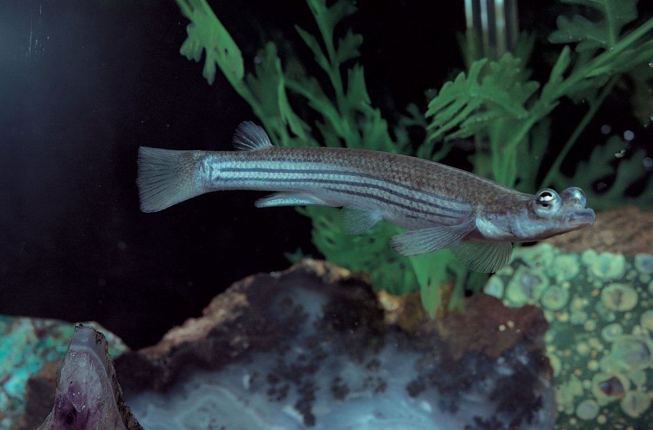Palaemonetes paludosus