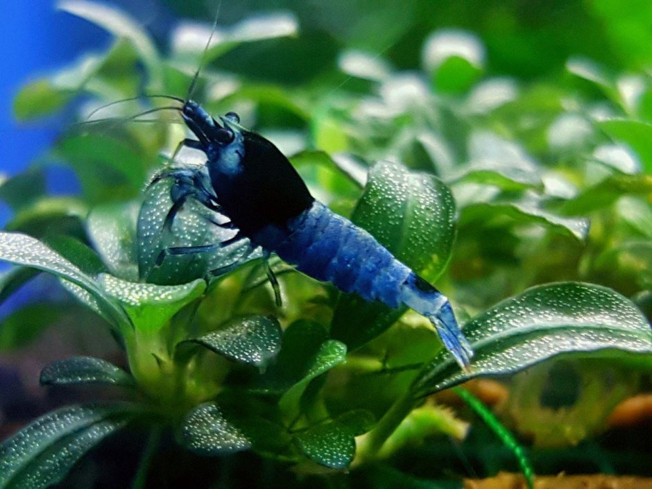 Обыкновенная щука (Esox Lucius)