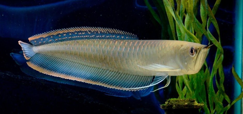 Рыба щука Esox Lucius