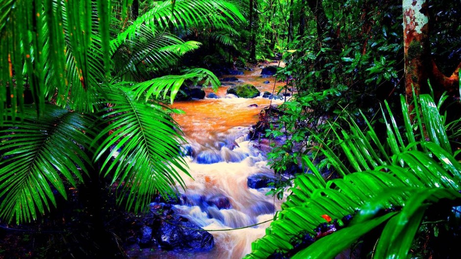 Amazon Rainforest=тропические леса амазонки