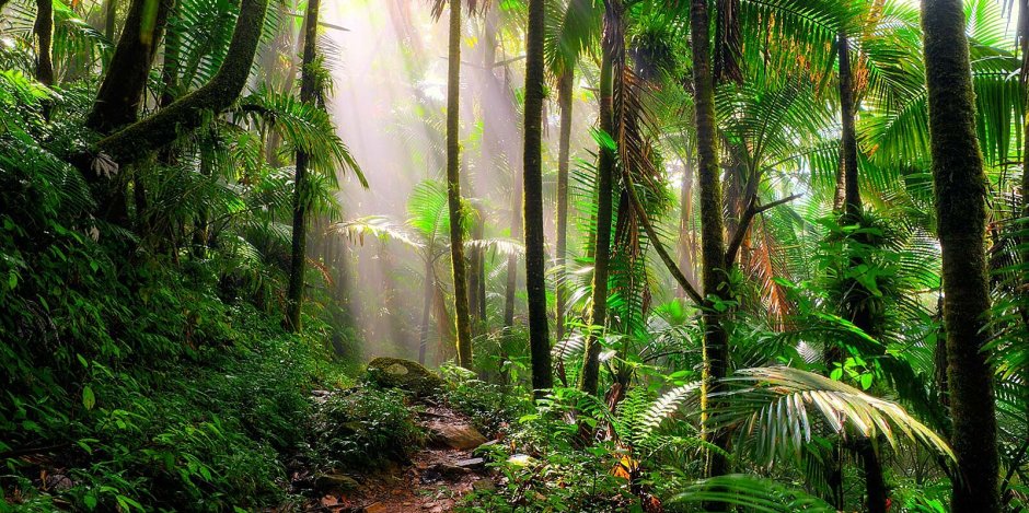 Джунгли / Jungle