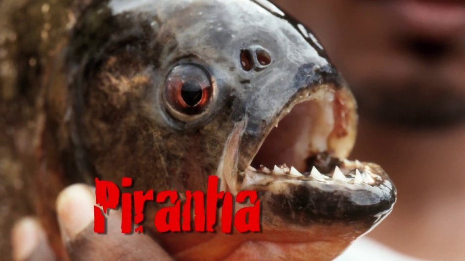 Река Амазонка рыба Пиранья