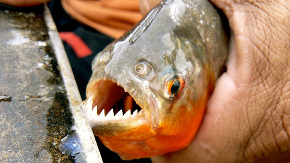 Все фото монстров которые водятся в Орске