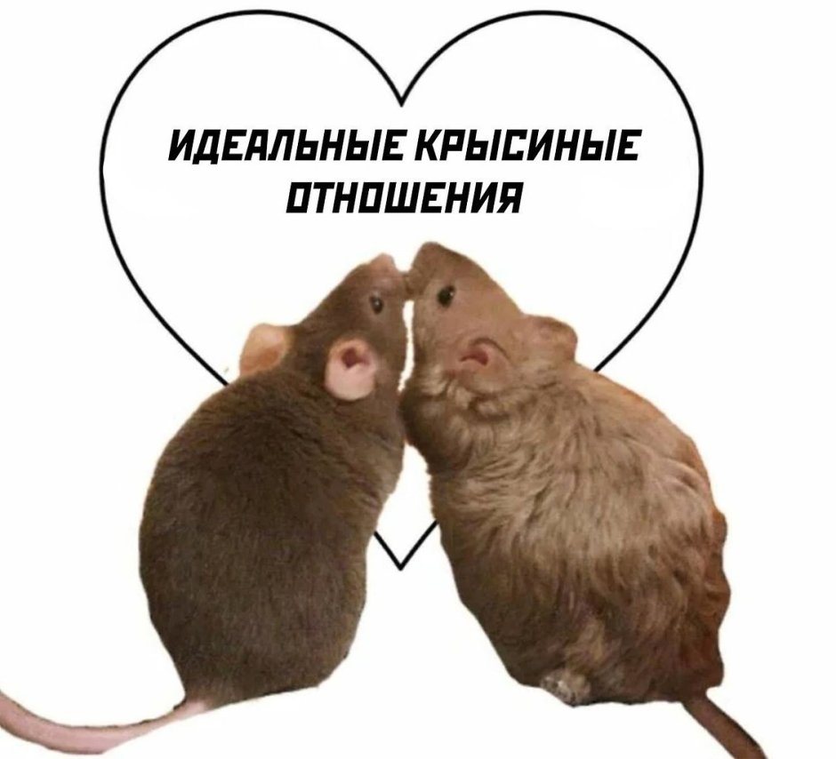 Крыса 4k