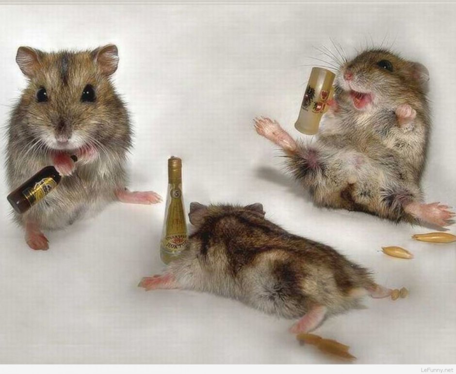Rat Colony MTG
