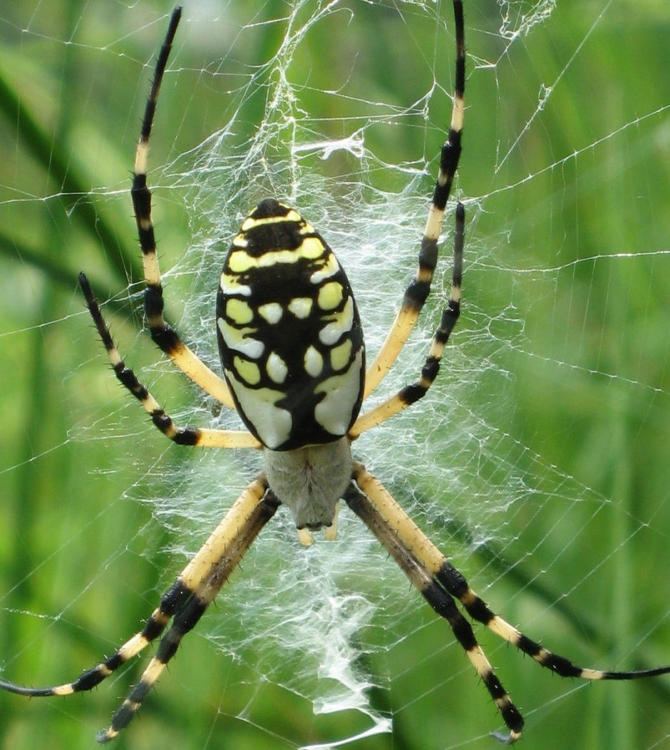 Argiope aurantia паук