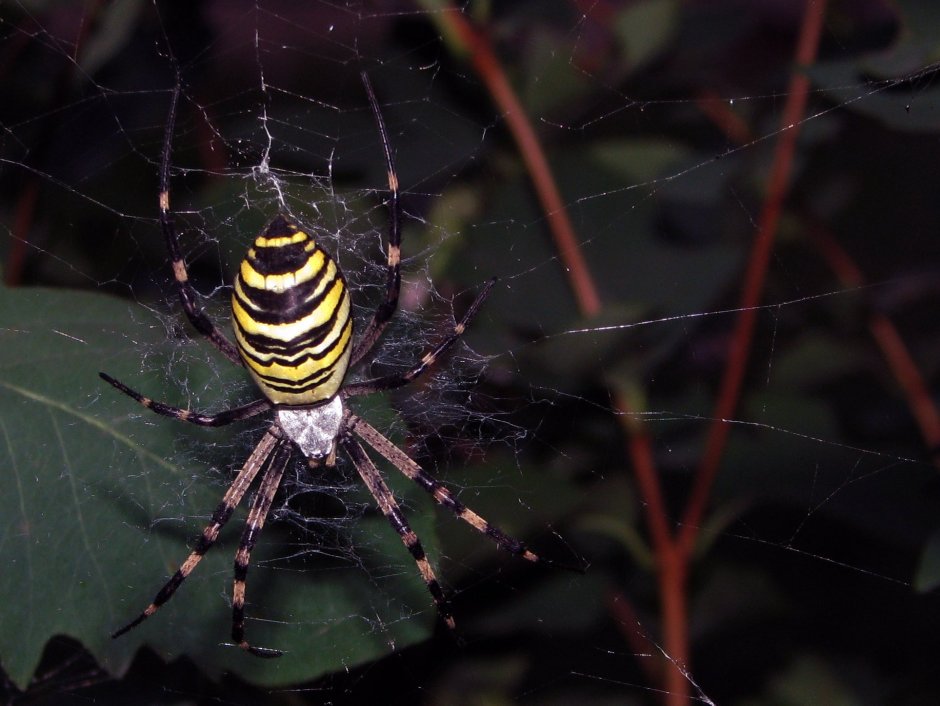 Паук zebraspinne