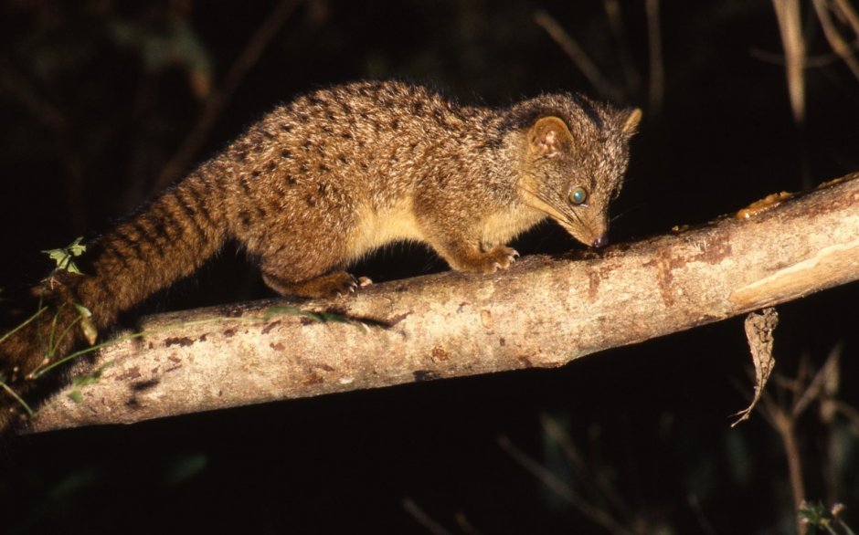 Nandinia binotata