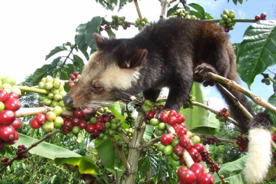 Nuwara Eliya Шри Ланка