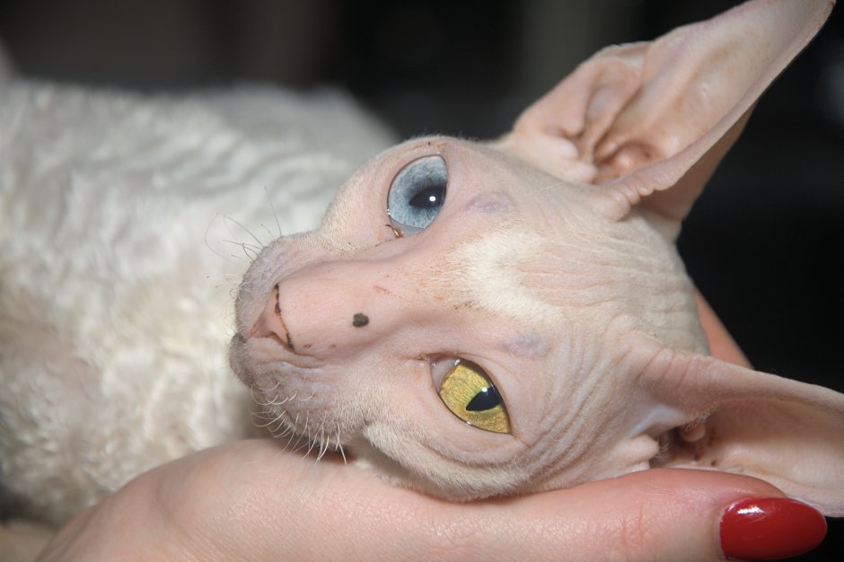Корниш рекс torti