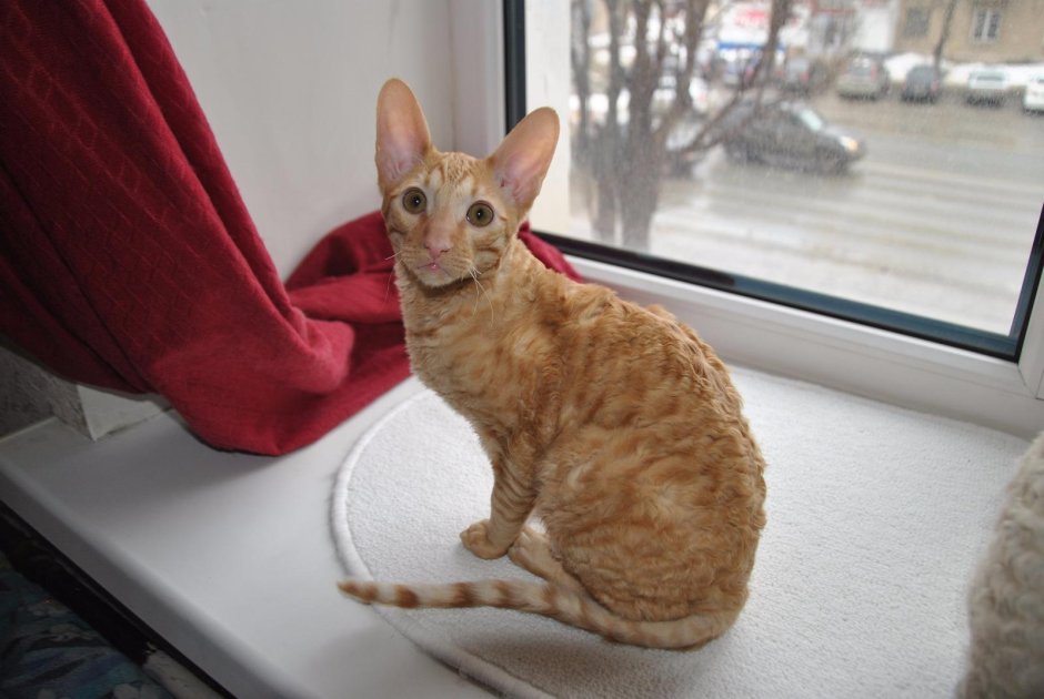 Корниш рекс