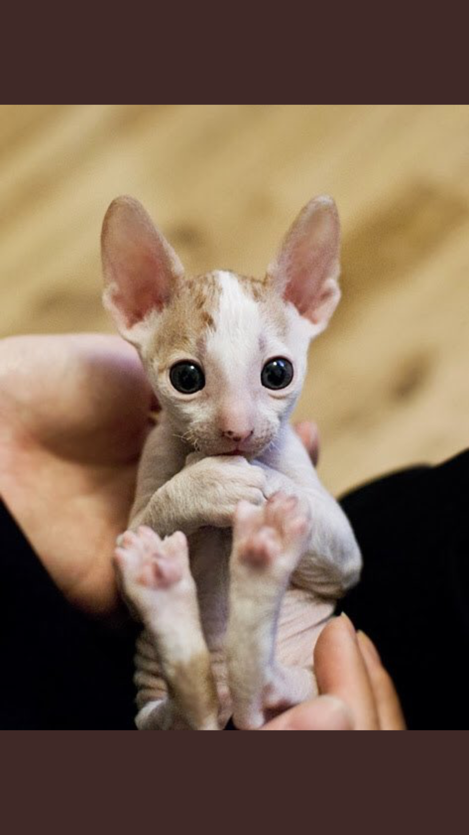 Корниш рекс кошка